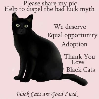 Please share my pic. Help to dispel the bad luck myth. We deserve Equal Opportunity Adoption. Thank you. Love, Black Cats. Stray Cats, A Black Cat, Bad Luck, Cat Quotes, Black Dog, Black Cats, Crazy Cat Lady, Beautiful Cats, The Bad