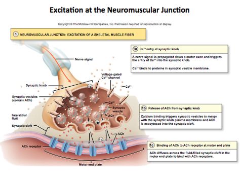 Steps of Skeletal Muscle Contraction, Excitation at the Neuromuscular Junction (Quiz 5) Diagram | Quizlet Skeletal Muscle Contraction, Muscle Contraction Steps, Neuromuscular Junction, Start Studying, Neurological System, Physical Therapy Assistant, Goal Oriented, Plasma Membrane, Learn Vocabulary