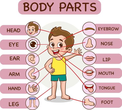 Body parts infographic with cartoon boy and various body parts vector illustration. Parts Of Body Chart, My Body Parts Activities, Parts Of The Body Chart, Body Parts Theme, Emotions Preschool Activities, Picture Of Body, Body Parts For Kids, Emotions Preschool, Senses Preschool