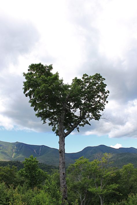 Aesthetic Heart, Heart In Nature, Angel Signs, I Love Heart, Heart Images, Heart Pictures, Heart Strings, Love Tree, White Mountains