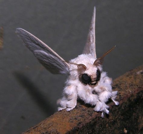 Venezuelan Poodle Moth, Poodle Moth, Matka Natura, Cool Bugs, Animale Rare, Beautiful Bugs, Unusual Animals, Rare Animals, Creepy Crawlies