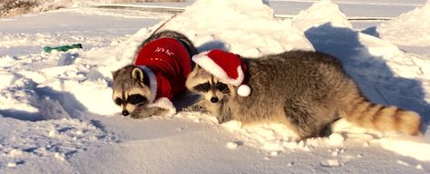 Christmas Raccoon Pfp, Maur Maur, Raccoon Memes, Halloween Tumblr, Christmas Raccoon, Merry Chistmas, Raccoon Funny, Trash Panda, Wallpaper Space