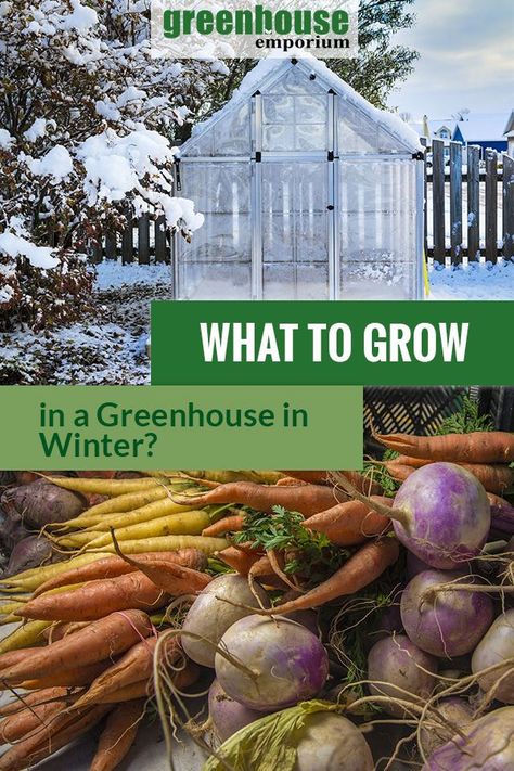 Greenhouse In Winter, Gardening In Winter, Greenhouse Winter, Greenhouse Vegetables, Winter Greenhouse, Diy Greenhouse Plans, Outdoor Greenhouse, Winter Gardening, Greenhouse Plants