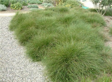 slender sedge (carex praegracilis) #CAnativeplant Carex Divulsa Meadow, Carex Praegracilis, Classroom Garden, Alkaline Soil, Garden Entry, Plant Library, Plant Combos, Nursery Plant, Lawn Alternatives