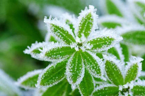 Knock the frost of plants, clean your garden area, and other tips for gardeners during these winter months. Unique Garden Art, Brick Garden, Backyard Poultry, Budget Garden, Hydrangea Macrophylla, Plant Problems, Plant Covers, Plant Information, Orchid Care