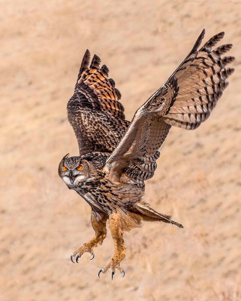 Owl Talons, Owl Tattoo Drawings, Owl In Flight, Eurasian Eagle Owl, Owl Wings, Owl Photography, Owl Artwork, Eagle Owl, Owl Photos