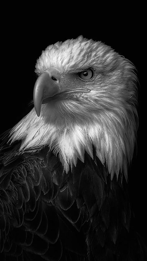 Bald Eagle Photography, Eagle Jewelry, Eagle Artwork, Eagles Hoodie, Eagles Sweatshirt, Eagles Shirt, Eagle Drawing, Eagle Images, Eagle Wallpaper