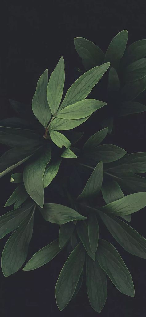 Green Leaf Wallpaper Aesthetic, Olive Color Wallpaper, Dark Green And Gold Aesthetic, Olive Green Wallpaper, Leaves Wallpaper Iphone, Dark Green Wallpaper, Qhd Wallpaper, Phone Background Patterns, Dark Green Aesthetic