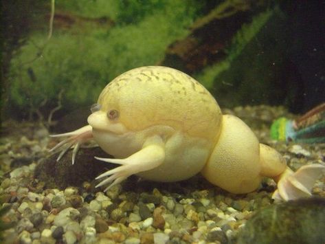 African Frogs, African Clawed Frog, Aggressive Animals, Amazing Frog, Frog Pictures, Frog And Toad, Freshwater Aquarium, The Verge, Reptiles And Amphibians