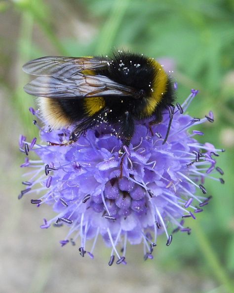 Bumble Bee Photography, Bee Photos, Bumble Bee Tattoo, Bee Photography, Humble Bee, Bee Pictures, Butterfly Artwork, Nature Projects, Bee Painting