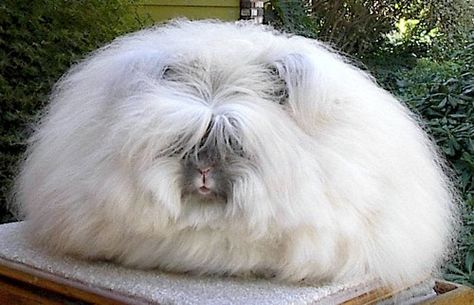 insane English Angora Rabbit, Weird Looking Animals, Angora Bunny, English Angora, Rabbit Wallpaper, Rabbit Breeds, Fluffy Bunny, Interesting Animals, Angora Rabbit