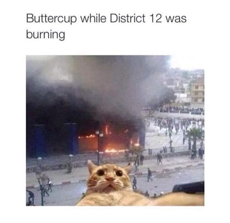 Cat Lol, Hunger Games Memes, Hunger Games Fandom, Hunger Games Humor, Hunger Games Series, Cat Selfie, Hunger Games Trilogy, Katniss Everdeen, Catching Fire