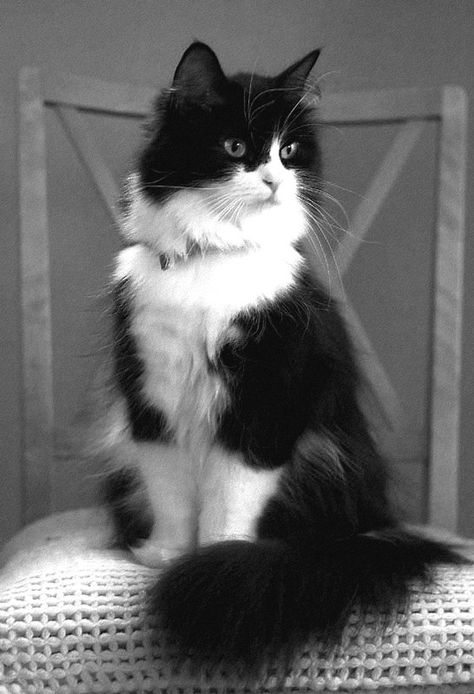 This cat looks so much like my Parker. He was a beautiful cat. Cele Mai Drăguțe Animale, Koci Humor, Tuxedo Cats, Söt Katt, Domestic Animals, Black And White Cat, Gorgeous Cats, Forest Cat, Norwegian Forest Cat