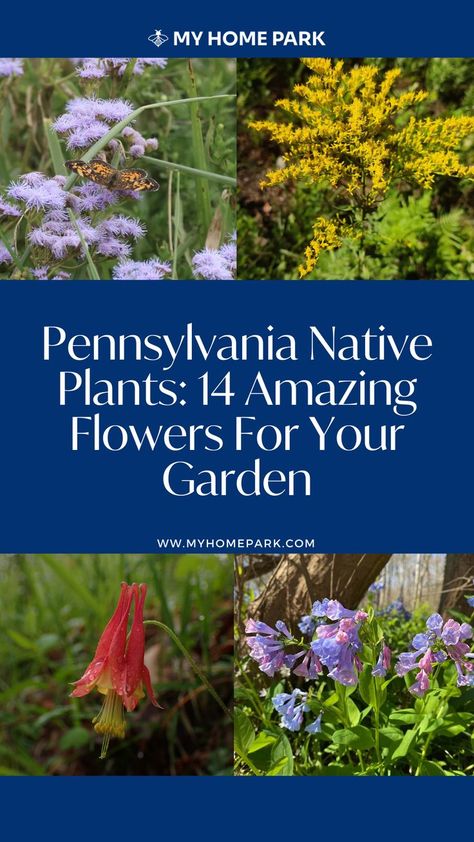 All Year Round Plants, Native Plant Landscape, Plant Types, Enhance Beauty, Native Gardens, Native Plant Gardening, Evergreen Plants, Patio Plants, Wildflower Garden