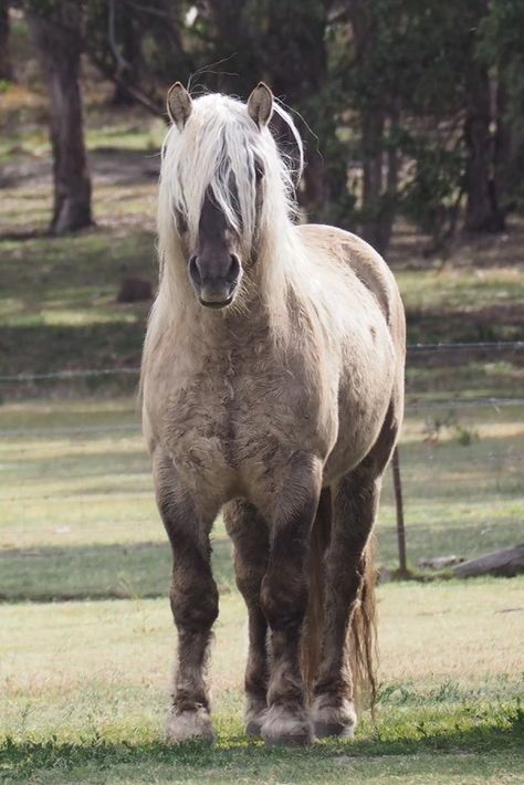 Highland Pony, Basic Coat, Silver Bay, Horse Coats, Photos Of, Horse Coloring, Horse Photography, Horse Breeds, Horse Love