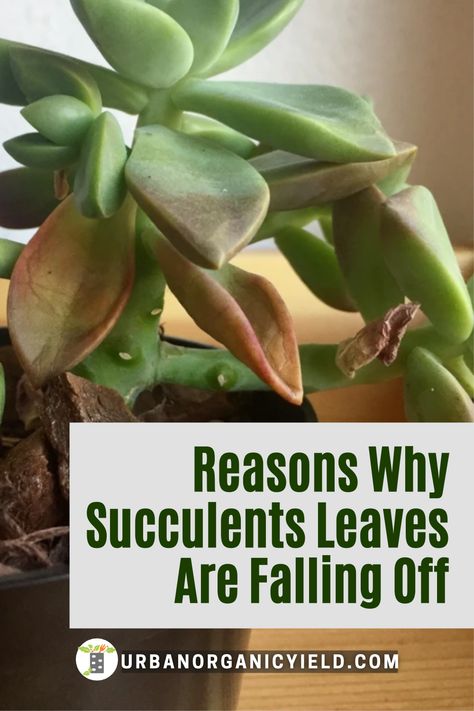 How To Revive Succulents, Jade Plant Propagation, Indoor Cactus Plants, Suculent Plants, Propagate Succulents From Leaves, Jade Plant Care, Beautiful Succulents, How To Water Succulents, Succulent Leaves