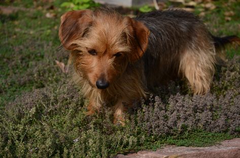 Dorkie Mixed Dog Breed Pictures, Characteristics, & Facts Dorkie Pup, Doodle Dog Breeds, Dog Breed Names, Dog Breeds Pictures, Doxie Puppies, Apartment Dogs, Yorkie Mix, Terrier Mix Dogs, Most Popular Dog Breeds