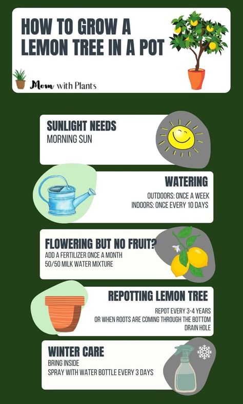 Complete guide on growing lemon trees in pots or containers. | growing lemon trees | container gardening | … | Lemon tree, Growing lemon trees, Lemon tree from seed Lemon Tree Winter Care, Potted Lemon Tree Patio, Citrus Tree Care, Lemon Plant Care, Growing Lemon Trees In Pots, Growing Fruit In Containers, Lemon Tree Inside, Meyer Lemon Tree Potted, Lemon Tree Potted Care