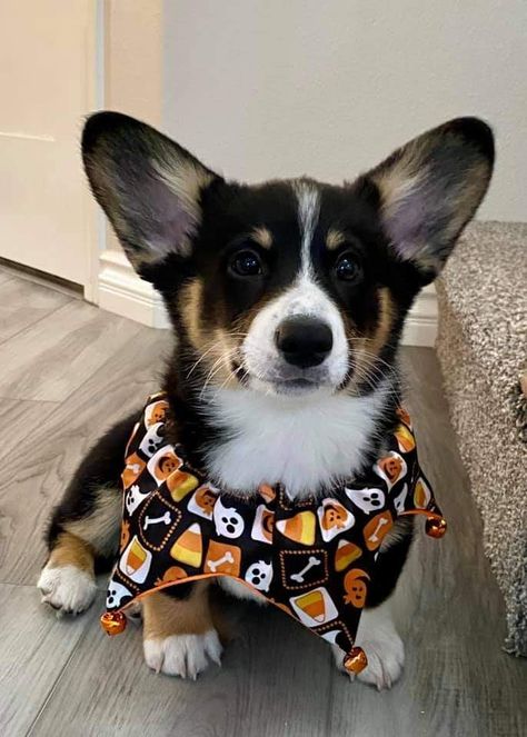 Corgi Black And Tan, Black Corgi Puppy, Black And White Corgi, Black Corgi, Cutest Dog Ever, Cutest Dogs, Dream Dog, Black And White Dog, Future Children