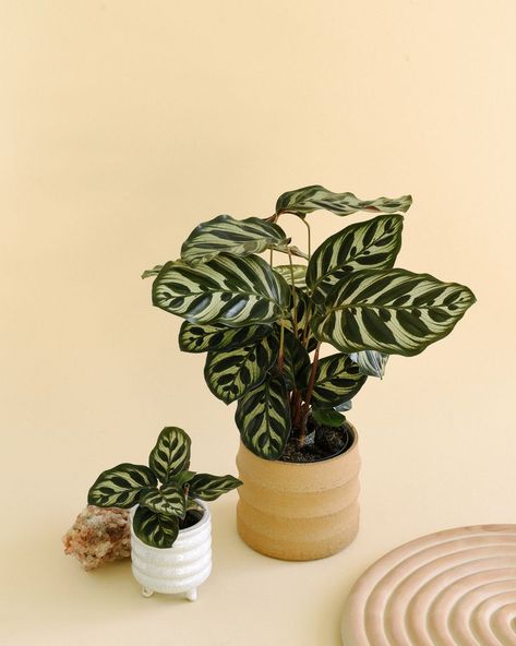 Pet Friendly Plants, Calathea Makoyana, Peacock Plant, Silver Plant, Plants Pet Friendly, Calathea Plant, Philodendron Monstera, Prayer Plant, Pink Plant