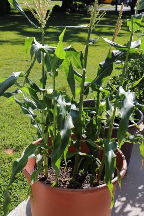 How to Grow Corn in Containers | luv2garden.com Planting Corn, Growing Sweet Corn, Grow Corn, Growing Corn, Corn Plant, Pole Beans, Organic Mulch, Ears Of Corn, Old Tires