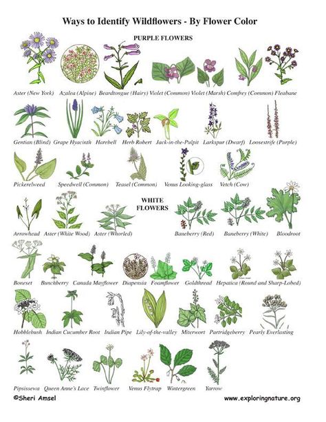 Wildflower Identification by Color English Wild Flowers, Plant Identification Chart, Wildflower Identification, Pinterest Plant, Leaf Identification, Tree Id, Lady Slipper, Flower Identification, Tree Identification