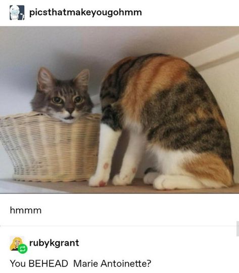 Miette Cat, Miette Cat Tumblr, Cat Memes Cute, Cute Cat Memes Funny, Cats Memes Funny Humor, Memes About Cats, Funny Cute Cats, Clean Cat Memes Hilarious, Silly Cats