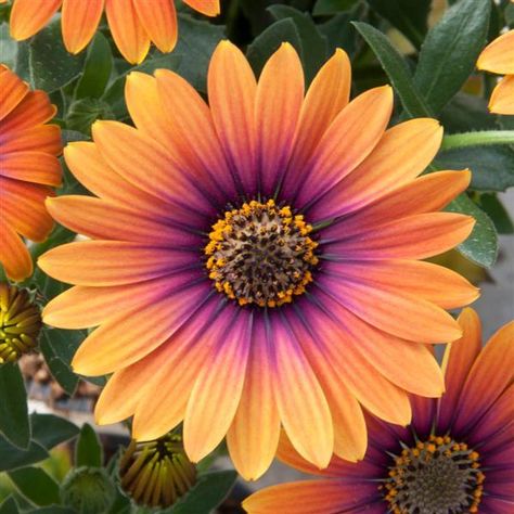 Zion™ Purple Sun Osteospermum African Daisy, Sunflower Colors, Bulb Flowers, Brilliant Earth, Growing Flowers, Exotic Flowers, Beautiful Blooms, Large Flowers, Amazing Flowers