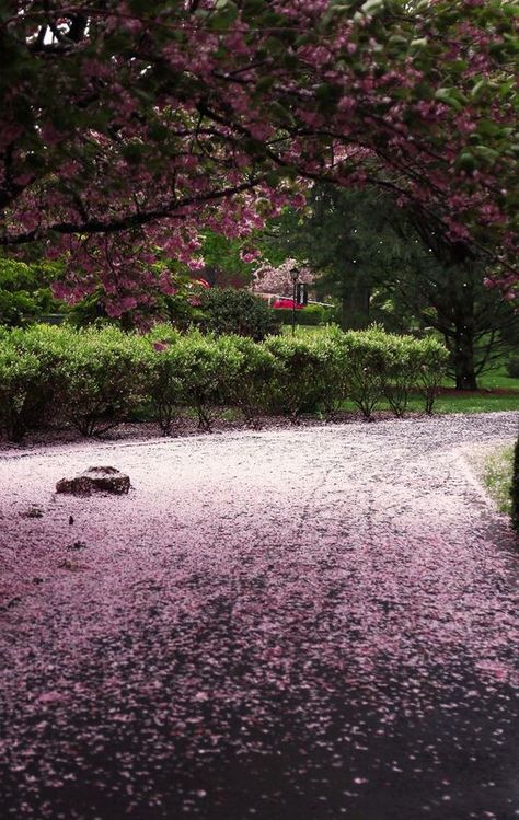 impressive! Adelphi University Uses Ladybugs Instead of Pesticides! #AdelphiFreshAir #sustainability #pesticides Adelphi University, Energy Conservation, Beautiful Mess, Garden City, A Storm, Pesticides, Go Green, Fresh Air, Sustainability