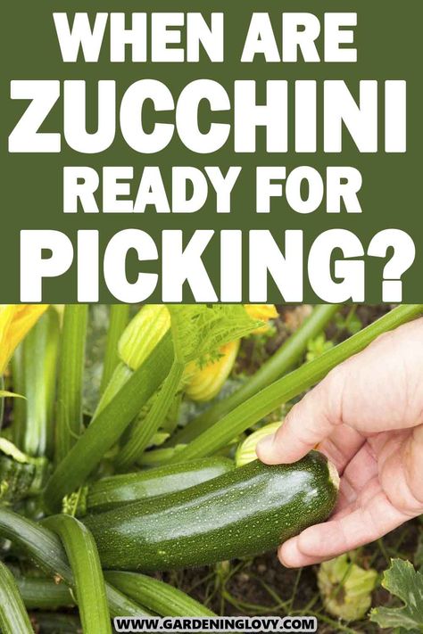 How To Harvest Zucchini, Zucchini Storage, Zucchini Plant, Zucchini Vegetable, Zucchini Muffins Healthy, Zucchini Muffin Recipes, Zucchini Plants, Silicone Baking Cups, Zucchini Blossoms