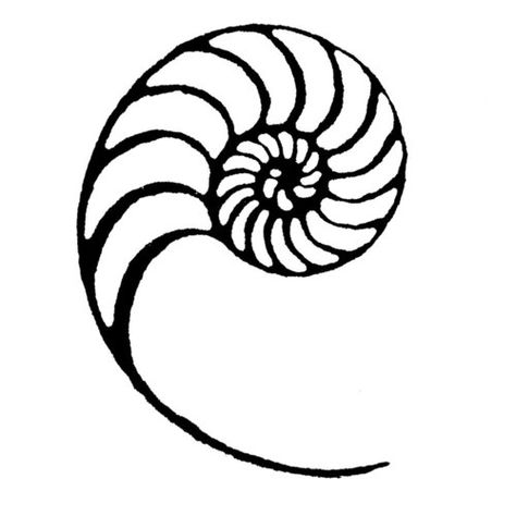 How To Draw A Nautilus Shell, Nautilus Logo, Nautilus Drawing, Spiderman Comic Art, Spiral Shell, Nautilus Shell, Spiderman Comic, Beneath The Surface, Nautilus