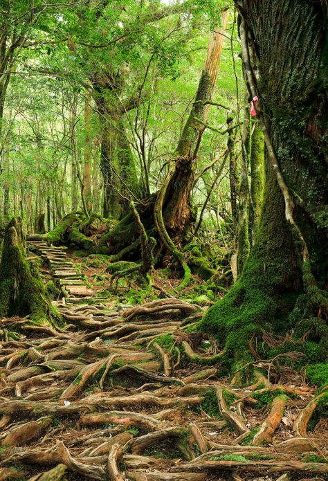 Japanese National Parks, Japan Wilderness, Yakushima Forest, Korea Forest, Yakushima Japan, Yakushima Island, Flame In The Mist, Japan Forest, Japan Nature