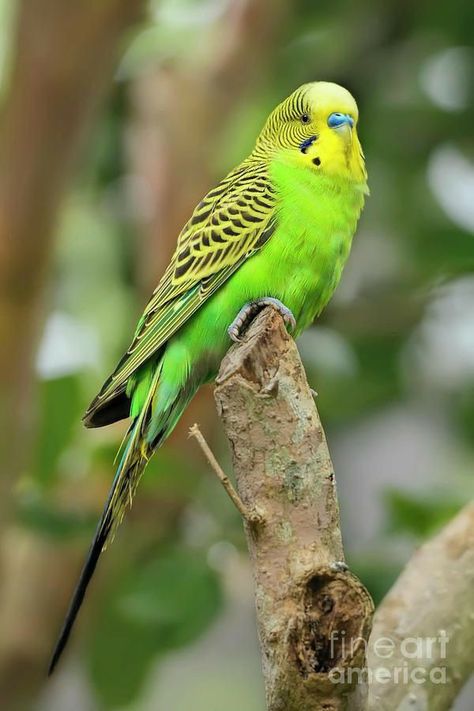 Parakeet Colors, Parakeet Art, Budgerigar Bird, Budgies Parrot, Green Budgie, Budgie Bird, Parrot Training, Australian Parrots, Ring Neck