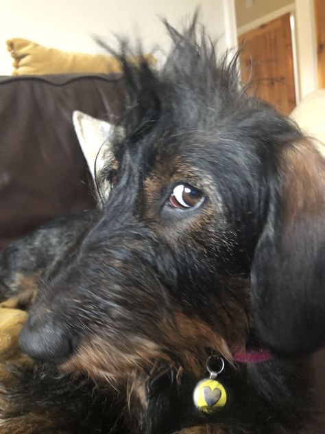 Wire Haired Dachshund Wirehair Dachshund, Wire Hair Dachshund, Wired Hair Dachshund, Brown Dachshund Long Hair, Wired Haired Dachshund, Black And Tan Long Haired Dachshund, Weiner Dogs, Wire Haired Dachshund, Sausage Dogs