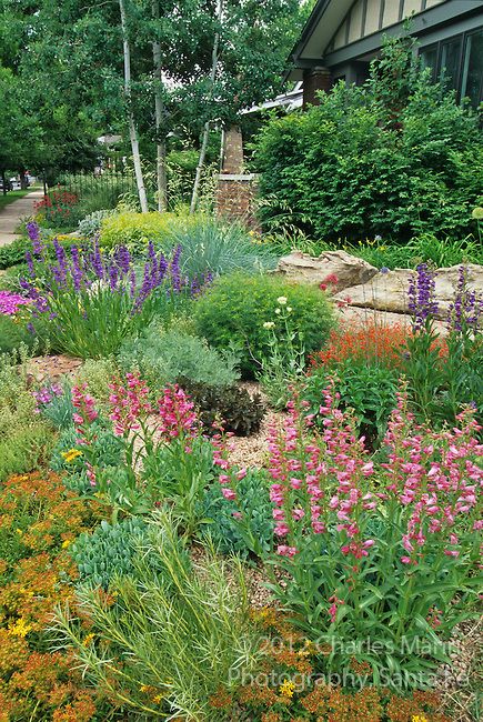 Colorado Landscaping, Colorado Gardening, Waterwise Landscaping, Xeriscape Plants, Xeriscape Landscaping, Water Wise Landscaping, Front Yard Plants, Drought Tolerant Garden, Waterwise Garden