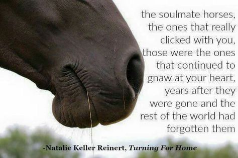 Horse quote In Memory Of Horse, Equine Quotes, Equestrian Horses, Inspirational Horse Quotes, Horse Riding Quotes, Equestrian Quotes, Cowgirl Quotes, Riding Quotes, Horses Equestrian