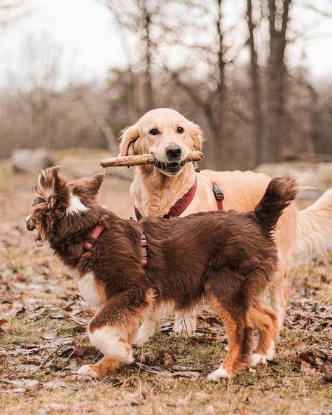 Golden Retriever And Australian Shepherd, Animal Photography Wildlife, Photography Wildlife, Future Goals, Australian Shepherd, Animal Photography, Golden Retriever, Best Friends, Puppies