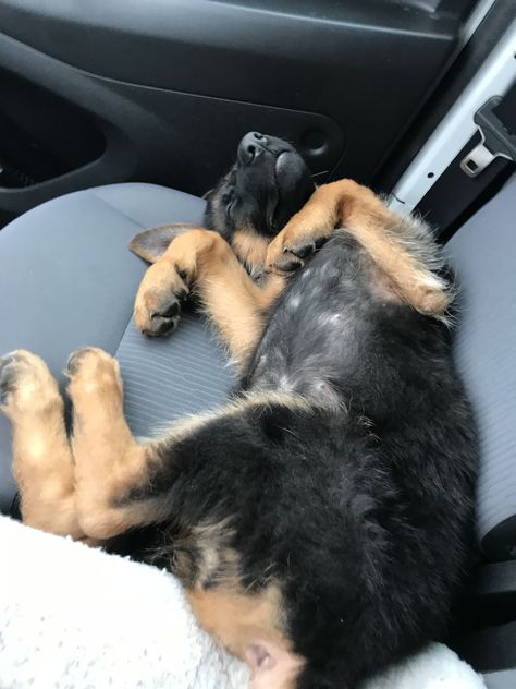 GSD puppy Car Rider, Gsd Puppy, German Shepherd Puppy, Gsd Puppies, Shepherd Puppy, Shepherd Puppies, In Car, German Shepherd Puppies, Family Dogs