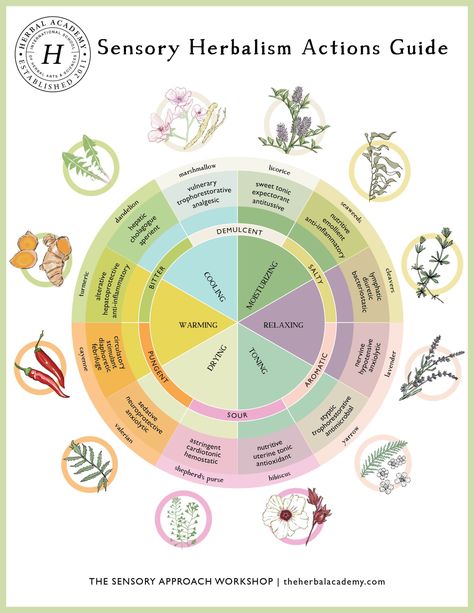 The Sensory Approach Workshop – Herbal Academy Herbal Workshop, Plant Workshop, Hope Flower, Herbal Academy, Botanics Skin Care, Apothecary Style, Herbal Recipes, Product Ideas, The Lifestyle