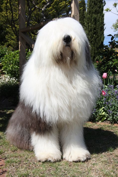 Old English Sheepdog English Sheepdog Puppy, Old English Sheepdog Puppy, Sheep Dog Puppy, Big Fluffy Dogs, Shaggy Dog, English Dogs, Cute Fluffy Dogs, English Shepherd, Sheep Dogs