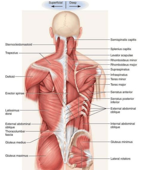 Back Muscles Anatomy, Levator Scapulae, Muscles Anatomy, Human Muscle Anatomy, Basic Anatomy, Remedial Massage, Medical Notes, Anatomy Poster, Body Study