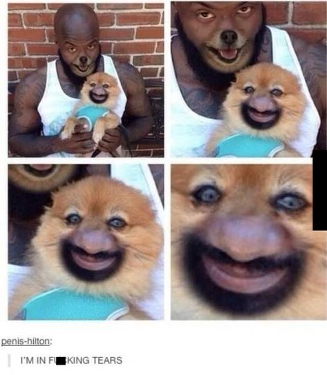 24 People Who Found Their Soulmates - Funny Gallery Funny Face Swap, Face Swaps, 웃긴 사진, Funny Animal Memes, Animal Faces, Really Funny Memes, Super Funny, 귀여운 동물, Animal Memes