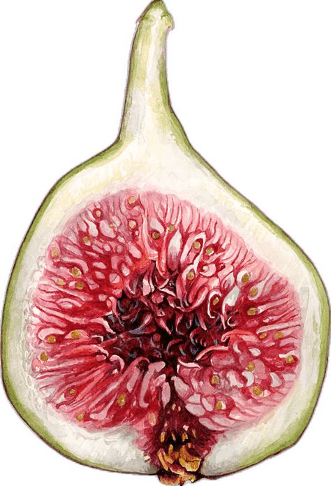 Fig Illustration, Fig Art, Fruit Drawings, Fig Drawing, Fruit Art Drawings, Sacred Garden, Fig Fruit, Fruits Drawing, Fruit Illustration