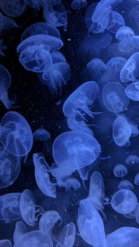 Vtuber Aesthetic, Ocean Wallpaper Aesthetic, Jellyfish Pictures, Futurisme Retro, Fish Ocean, Blue Jellyfish, Aesthetic Wallpaper Iphone, Jelly Fish, Ocean Wallpaper