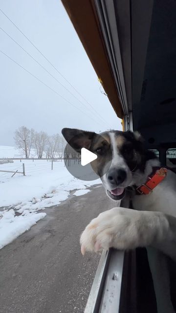 Escape To The Country, Dog Lover Quotes, Most Beautiful Dogs, Spoiled Dogs, Dog Adventure, Dog Videos, Dog Runs, Cute Funny Dogs, Funny Dog Videos