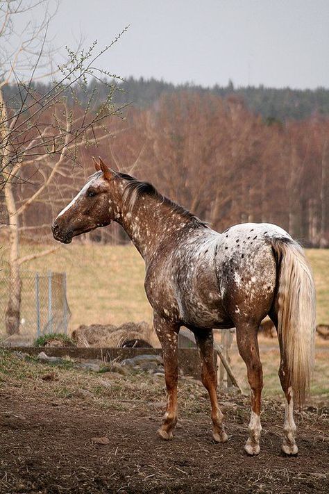 Pretty Appy Colours Horse Inspiration, Domestic Animals, Appaloosa Horses, Majestic Horse, All The Pretty Horses, Horse Crazy, Cute Horses, Equine Photography, Horse Life