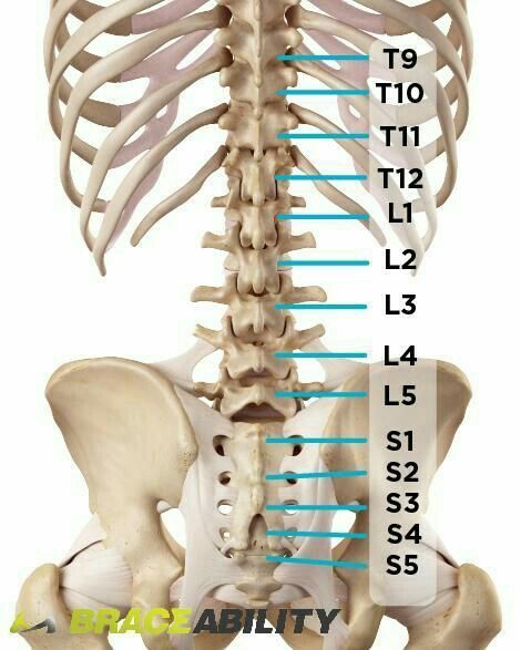 Spinal Nerve, Back Brace, Spine Health, Human Body Anatomy, Muscle Anatomy, Human Skeleton, Sciatic Nerve Pain, Human Anatomy And Physiology, Medical Anatomy