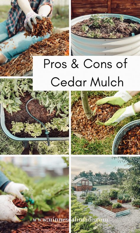 The Pros and Cons of Cedar Mulch - Ninnescah Made Ninnescah Homestead, Garden Bark, Cedar Mulch, Natural Household Products, Tree Mulch, Mulch Landscaping, Acre Homestead, Homesteading Ideas, Wood Shavings