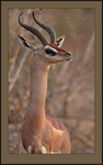 Standing tall. by Rainbirder on Flickr. A male Gerenuk photographed in Tsavo East, Kenya. Gerenuk means "giraffe-necked" in Somali. Environmental Biology, Horned Animals, Giraffe Neck, African Antelope, Bull Art, Exotic Animals, Jungle Wallpaper, Forest Creatures, African Wildlife