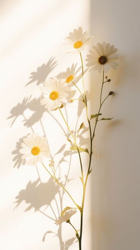 Daisy flower shadow plant.  | premium image by rawpixel.com / Jigsaw Sunflower Wallpaper Aesthetic, Sunflower Wallpaper Iphone, Aesthetic Sunflower, Shadow Plants, Flower Shadow, Iphone Wallpaper Aesthetic, Sunflower Photo, Daisy Wallpaper, Planets Wallpaper